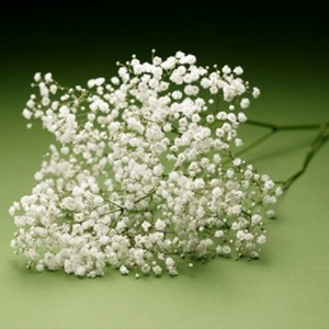 Gypsophila Ecuador 60 smХ25