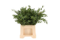 Eucalipt Parvifolia 55 sm