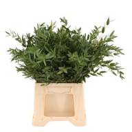 Eucalipt Parvifolia 55 sm - B00PAKR_0000129917_H_1