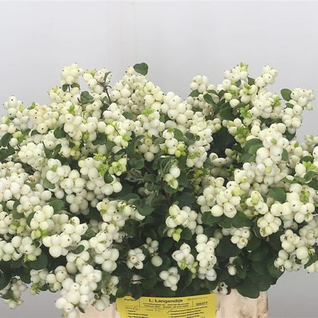 Sympho Mag White 45 sm