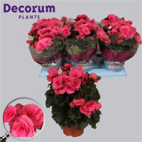 Begonia Du Berseba 14/32