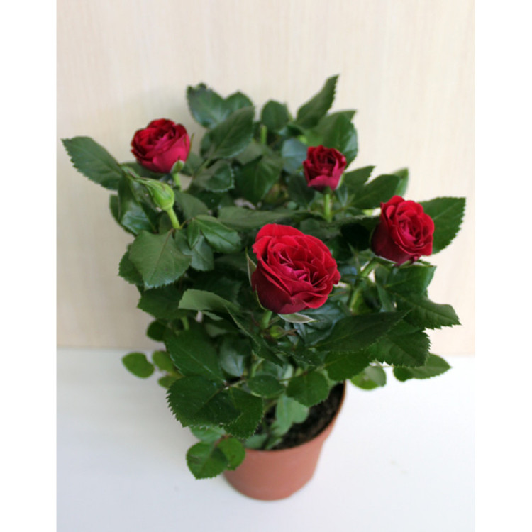 Rosa Ov 11/25