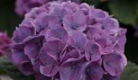 Hydr Z Mag Opal Lavendel X5 -70cm