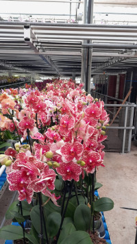 Phal 1-tak Sesam VG 12/60