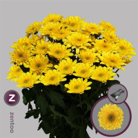 Chr T Sorbet Banana X5