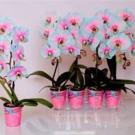 Phal 1-tak Bruin Phalaenova 12/65 - X578297_H_1