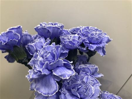 Dianthus Lilac Holland