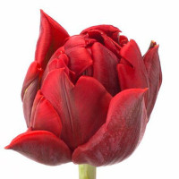 Tulp Du Red Princess Holland
