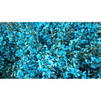Ginestra 400gr Blue