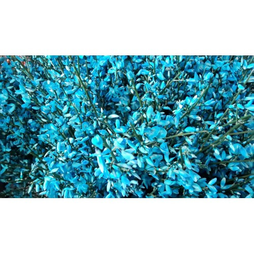 Ginestra 400gr Blue