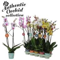 Phal 2-tak Authentic Mix 12/80 - B112909_0015070228_H_1