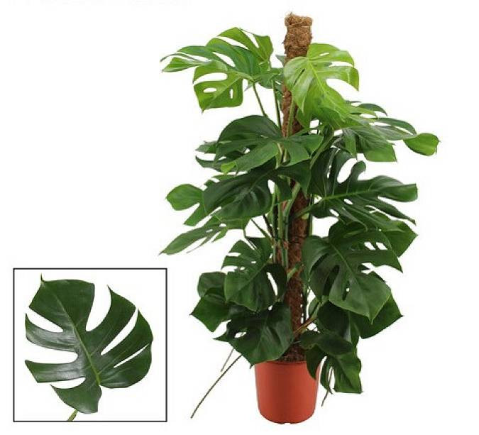 Monstera Pertusum 21/75