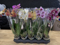 Phal 1-tak Piko Bohemian Mix 12/80