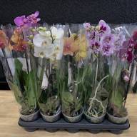 Phal 1-tak Piko Bohemian Mix 12/80 - IMG-da0f2c4ab7ea604c889c508d7a571bc0-V