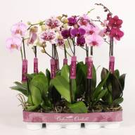 Phal 1-tak Piko Bohemian Mix 12/80 - зображення_viber_2025-03-09_16-08-30-413