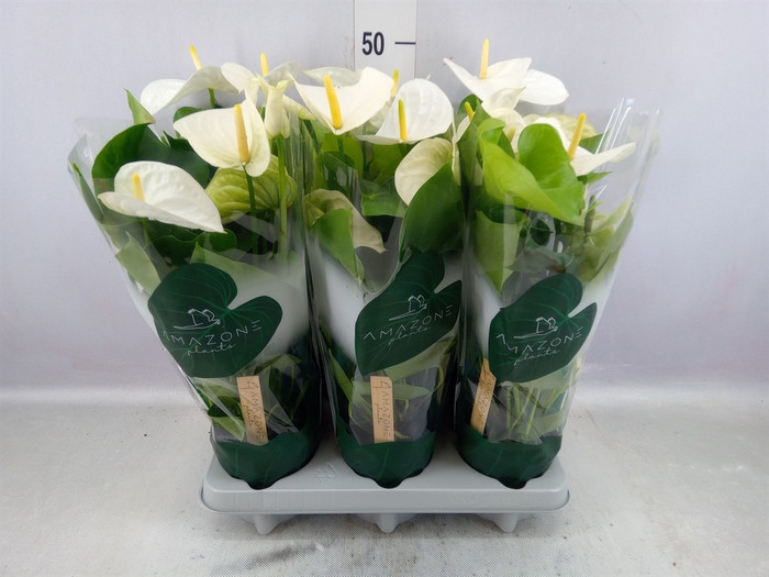 Anthurium Acropolis 45 sm - 9
