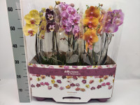 Phal 1-tak Phalaenova 10kleuren Mix 12/65