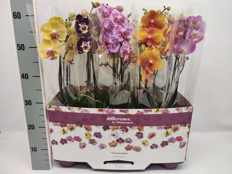 Phal 1-tak Phalaenova 10kleuren Mix 12/65