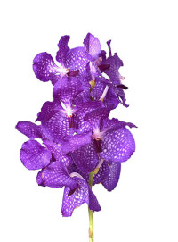 Vanda Vanda Purple Mix