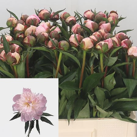 Paeonia  Alertie X10