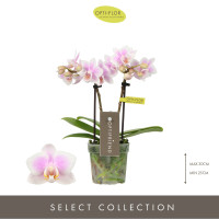 Phal 2-tak Sanne 7/25