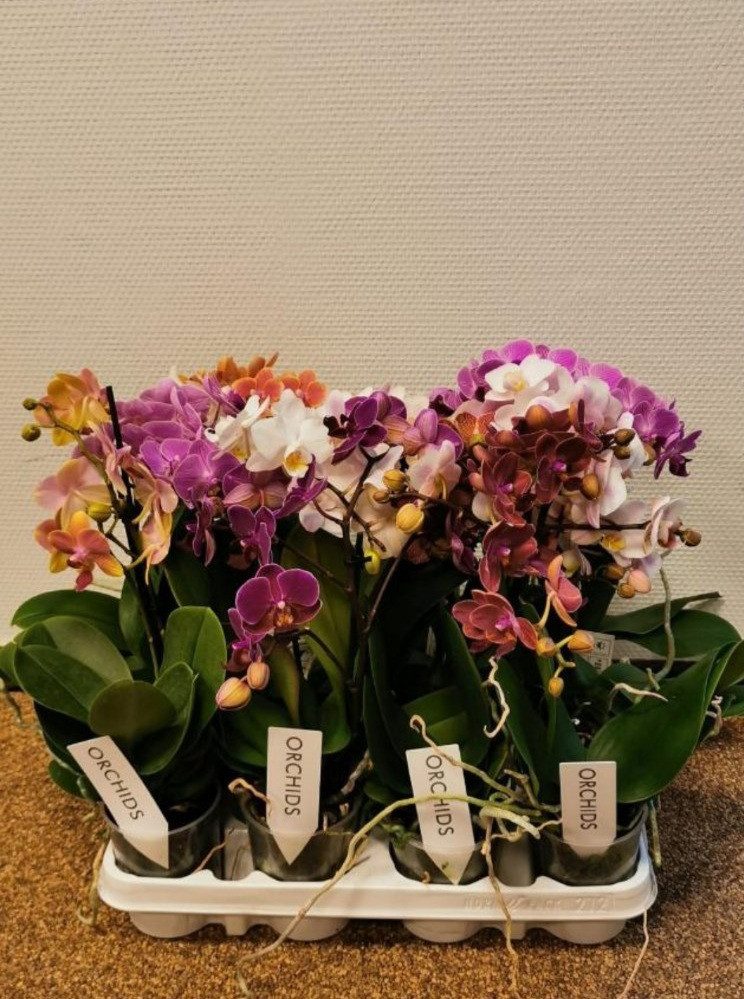 Phal 1/2-tak Orhids Multi Mix 9/45
