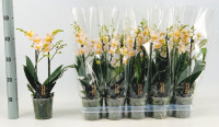 Phal A2 Big-Lip Multi Purple 12/35