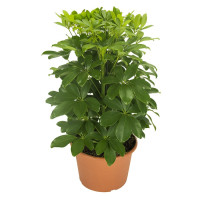Schefflera Ar Nora 8/20