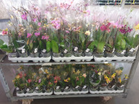 Phal A2 1-tak Sion Multi Mix 9/40