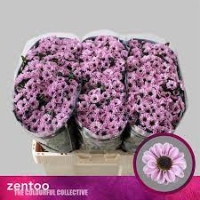 Chr Santini Yin Yang Pink X25