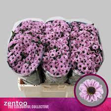 Chr Santini Yin Yang Pink X25