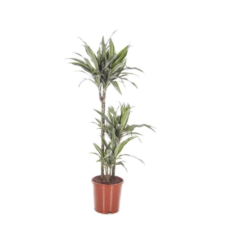 Dracaena Marginata 3pp 25/130