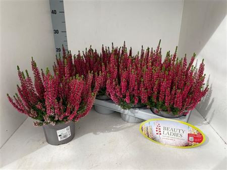 Calluna beauty Mix 6/8