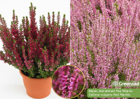 Calluna Marlies 9/15