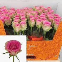 Rose Times Squarel 50 sm