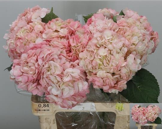 Hydr S Ov X5 - 65cm