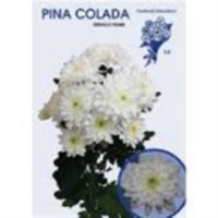 Chr T Pino Colada