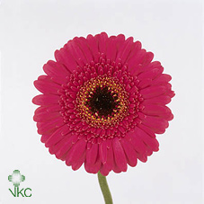 Ge Mi Whisper Cerise