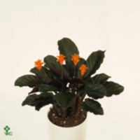 Calathea Crocata