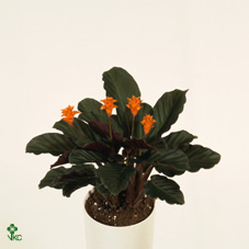 Calathea Crocata