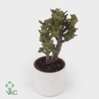 Crassula Minor Rondo