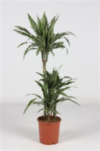 Dracaena Frag Warneckie 60-30-15 (grower)
