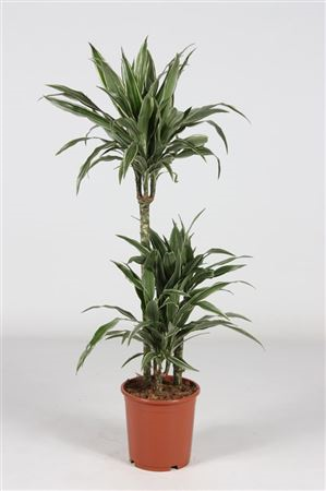 Dracaena Frag Warneckie 60-30-15 (grower)