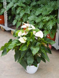 Anthurium White Champion 14/50