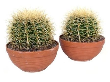 Echinocactus Grusonii Big