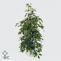 Ficus Be Danita 17/70