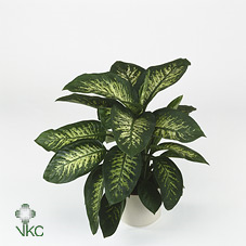 Dieffenbahia Tropic Snow 17/60