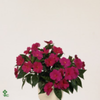 Impatiens Ng Purple (grower)