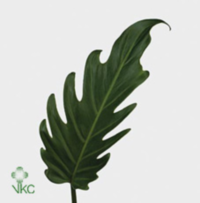 Philodendron Xanadu
