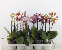 Phal 1-tak A2 Riza Mix 12/40